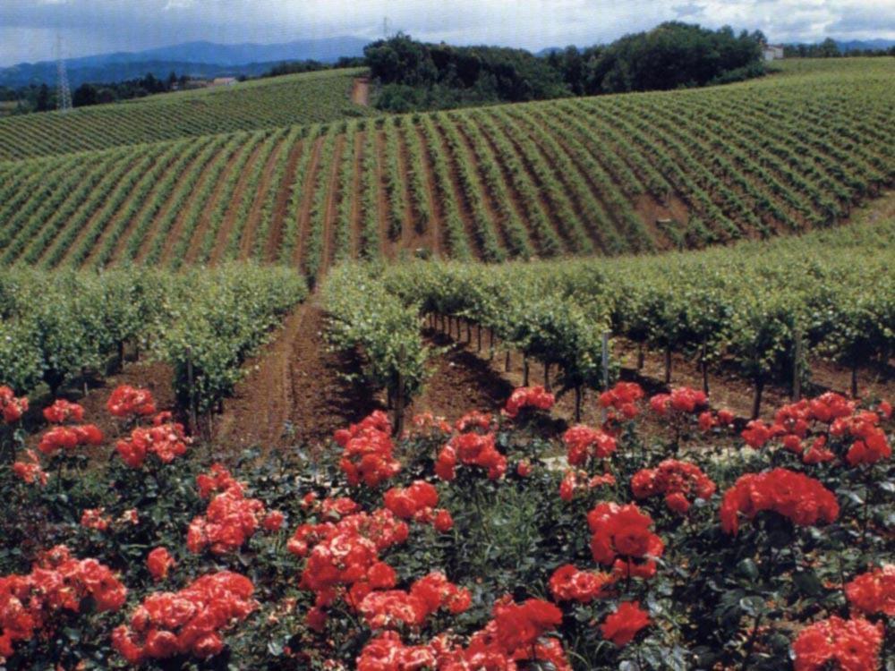 Tenuta La Marchesa Farm stay Novi Ligure